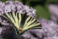 Le Flamb (Lpidoptre - Papilionidae - Iphiclides podalirius)